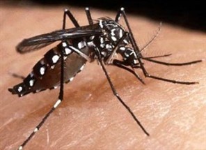 Após decretar estado de emergência por causa da epidemia de dengue, Paranavaí ainda não recebeu os 115 mil reais do Governo para ações de combate a doença